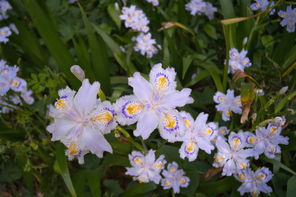 清楚なお花