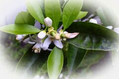 柑橘系花の開花後の姿