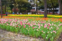 多色のチューリップ