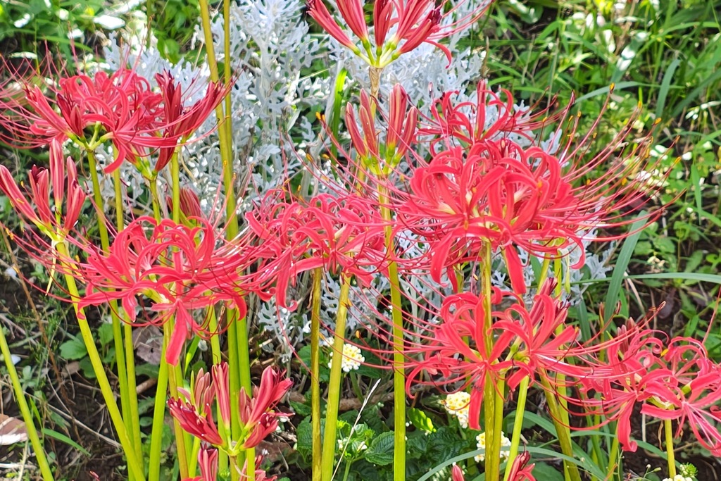 曼珠沙華