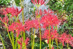 曼珠沙華