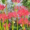 曼珠沙華