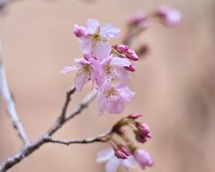 桜　咲き出しました