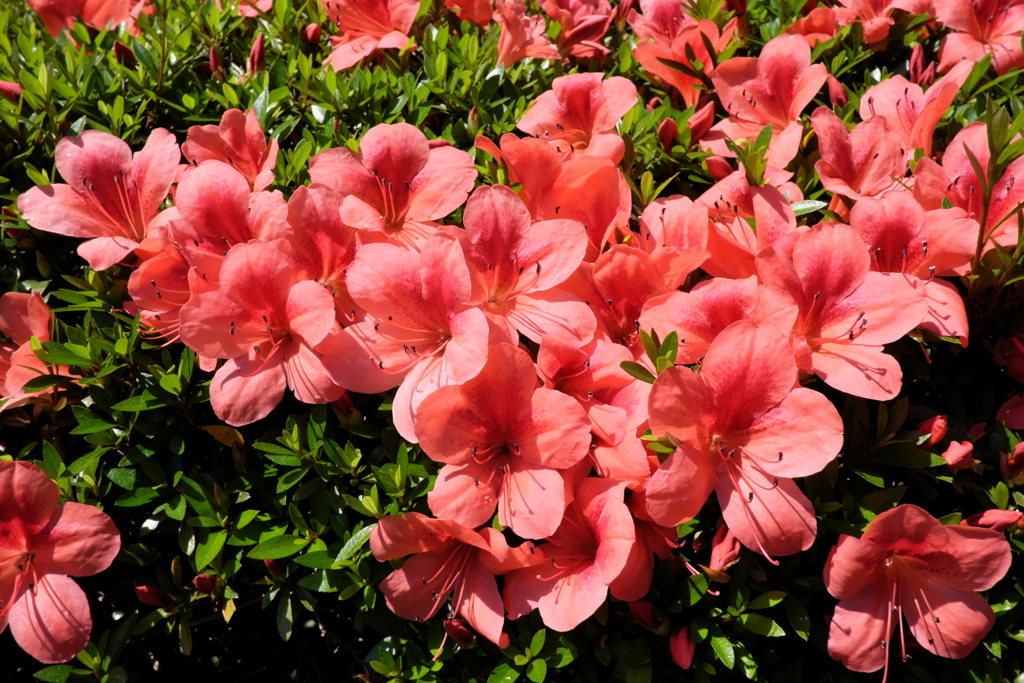 熱く燃えています