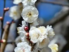 白梅の気品らしさ