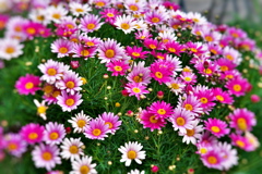 色々なデージー