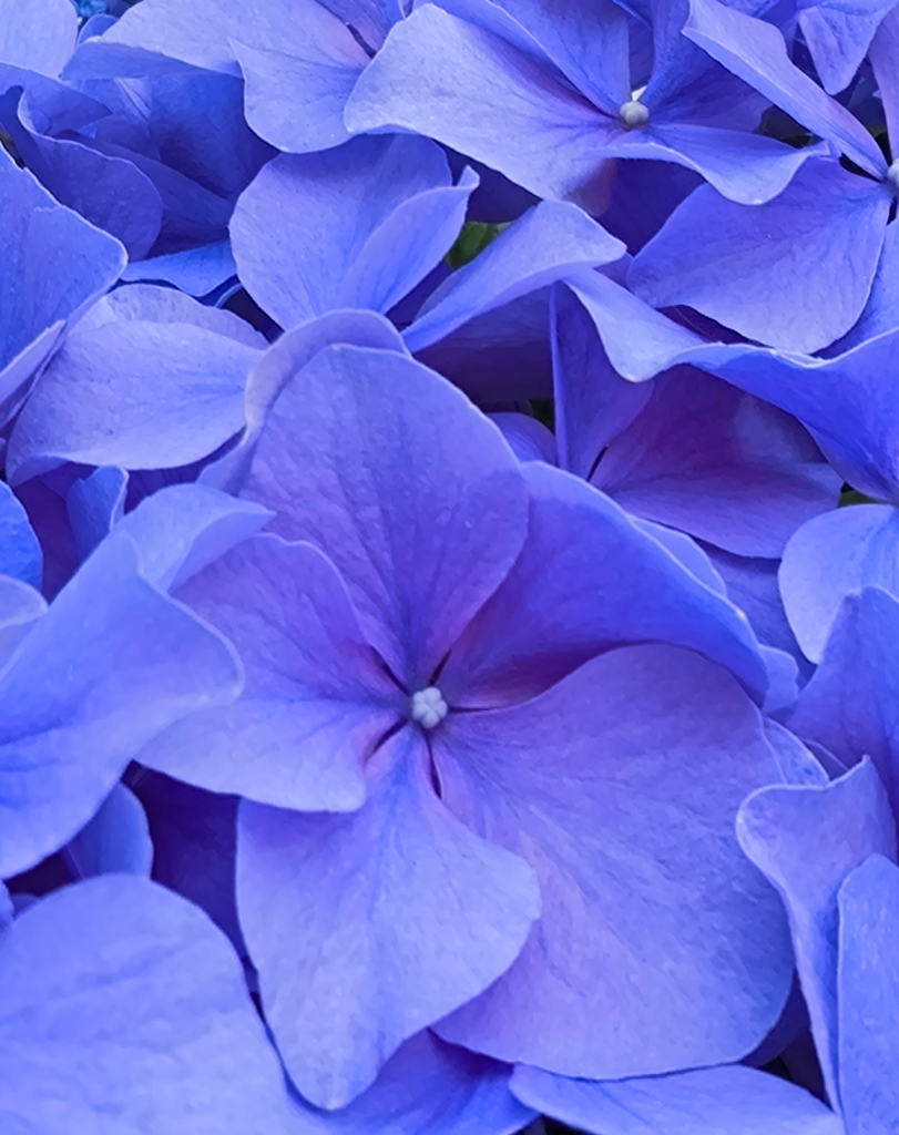 紫陽花