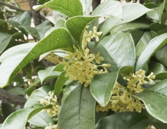 白い花の銀木犀