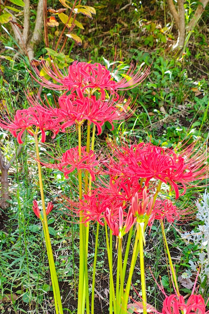 曼珠沙華