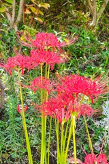 曼珠沙華
