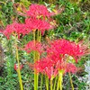 曼珠沙華
