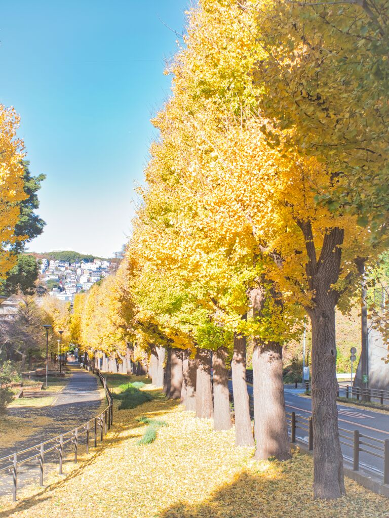 黄葉の並木