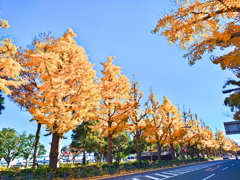山下公園の黄葉