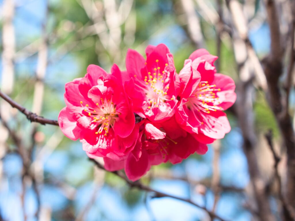 花桃～三人組