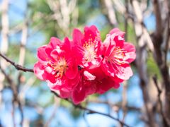花桃～三人組