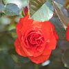 薔薇