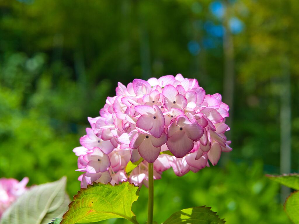 紫陽花