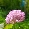 紫陽花