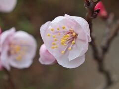 杏～純情