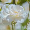 薔薇