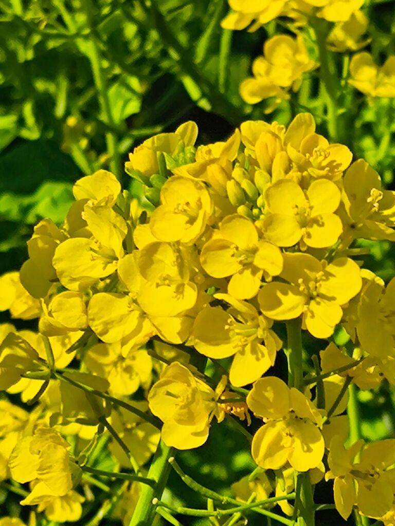 お花