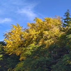 秋～色ずきました！