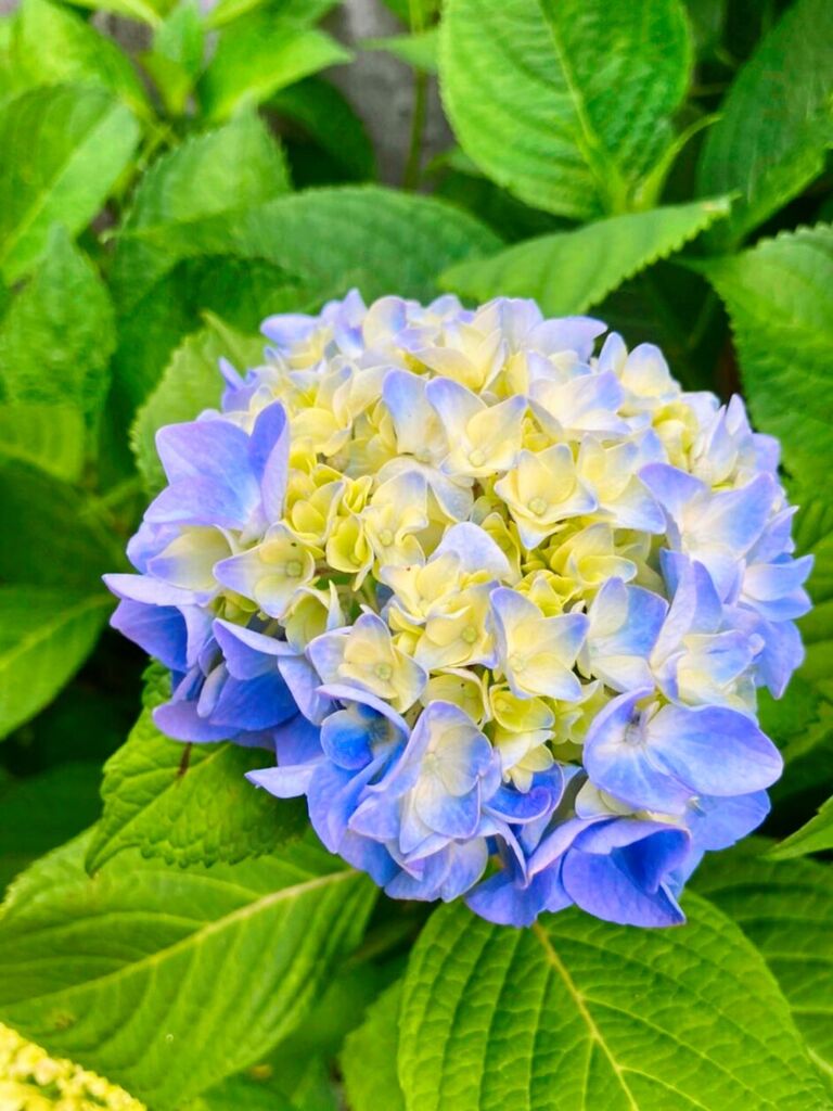 紫陽花です。