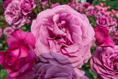 プリンセスアン