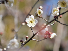 梅～どう、開花したよ！