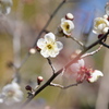 梅～どう、開花したよ！