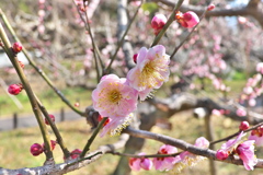 梅の花「文殊」