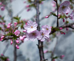 まだまだ ! 御殿場さくら