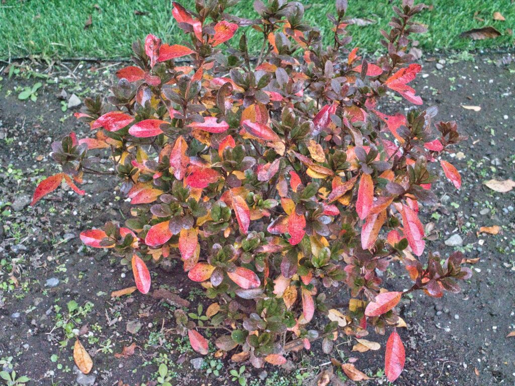 まだ、紅葉が、、、