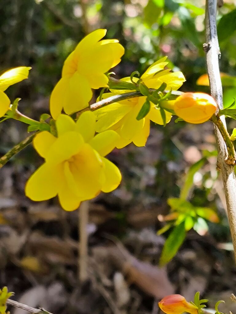 お花