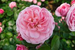 ガーデンローズ