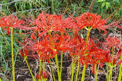乱舞する曼珠沙華
