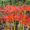 乱舞する曼珠沙華