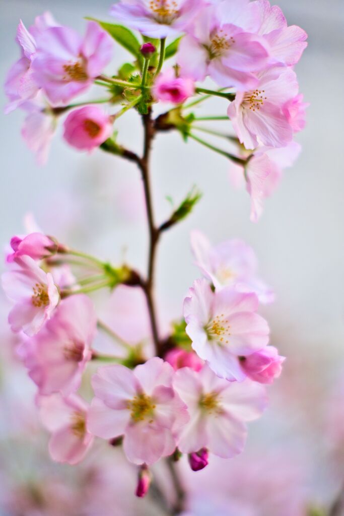 御殿場桜