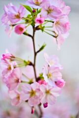 御殿場桜