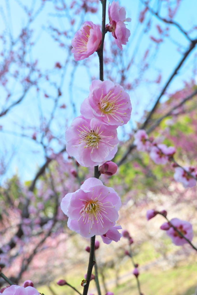 梅の花「文殊」