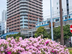 ツツジと京浜東北線（根岸線）