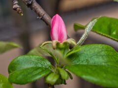 花梨～蕾の膨らみ