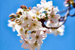 咲いた ! さくら