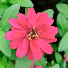 真っ赤な百日草 真っ赤な百日草