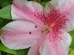 花芯の背くらべ