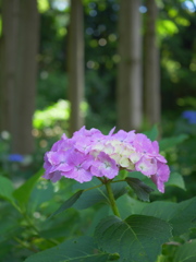 静寂さの紫陽花