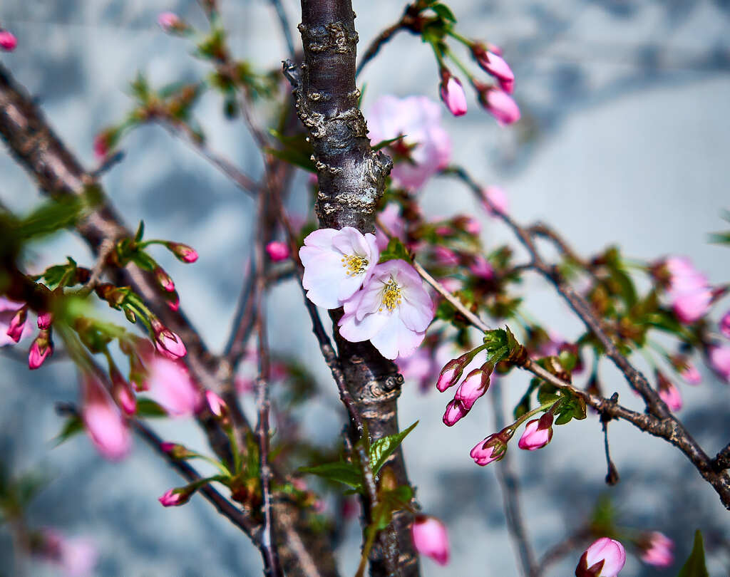 まだまだ ! 御殿場さくら