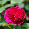 薔薇