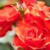 薔薇