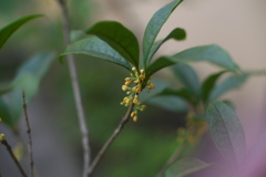 ぎんもくせいのお花